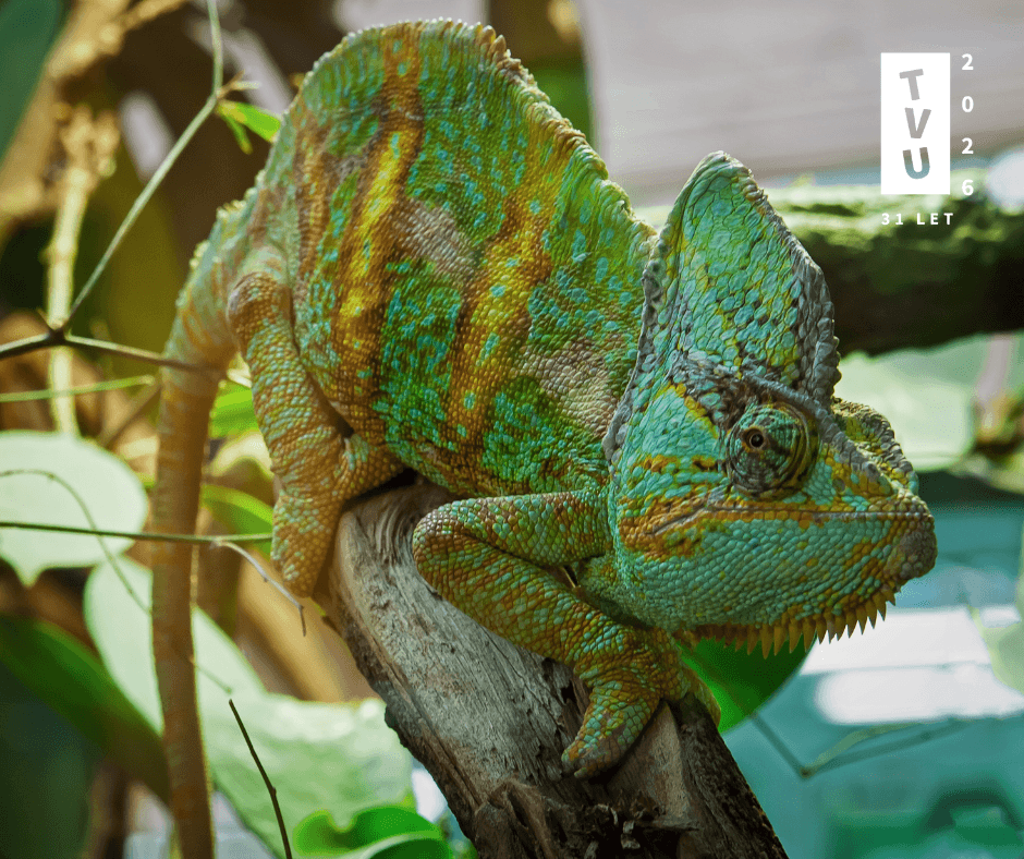kameleon